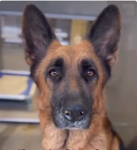 Beautiful German Shepherd Dog